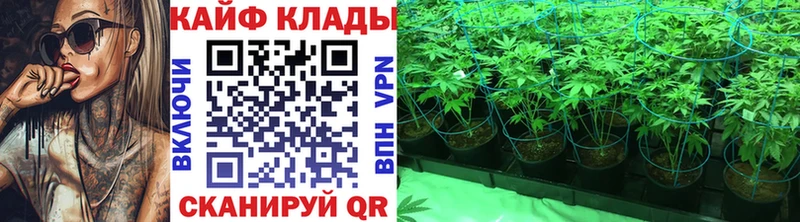 Где купить наркоту Сальск Псилоцибиновые грибы  Альфа ПВП  Амфетамин  Мефедрон  ГАШ 